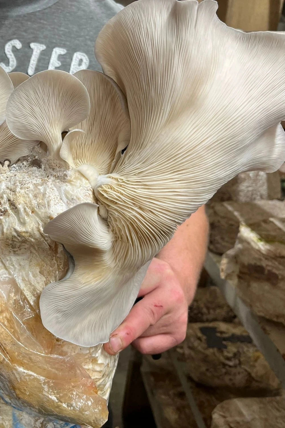 Austern-Seitling Myzel Kultur