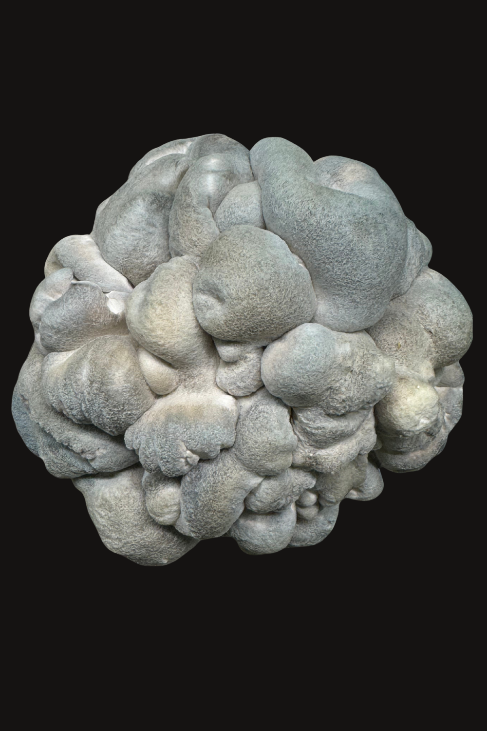 Austernseitling, Sorte: "Blue Puffball", sporenfreie Mutationsform