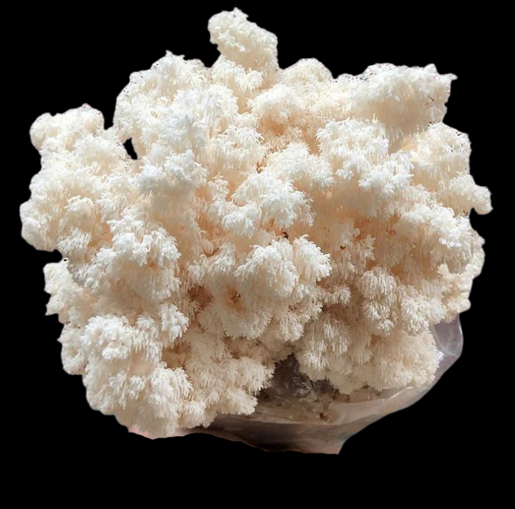 Amerikanischer Stachelbart / Hericium americanum