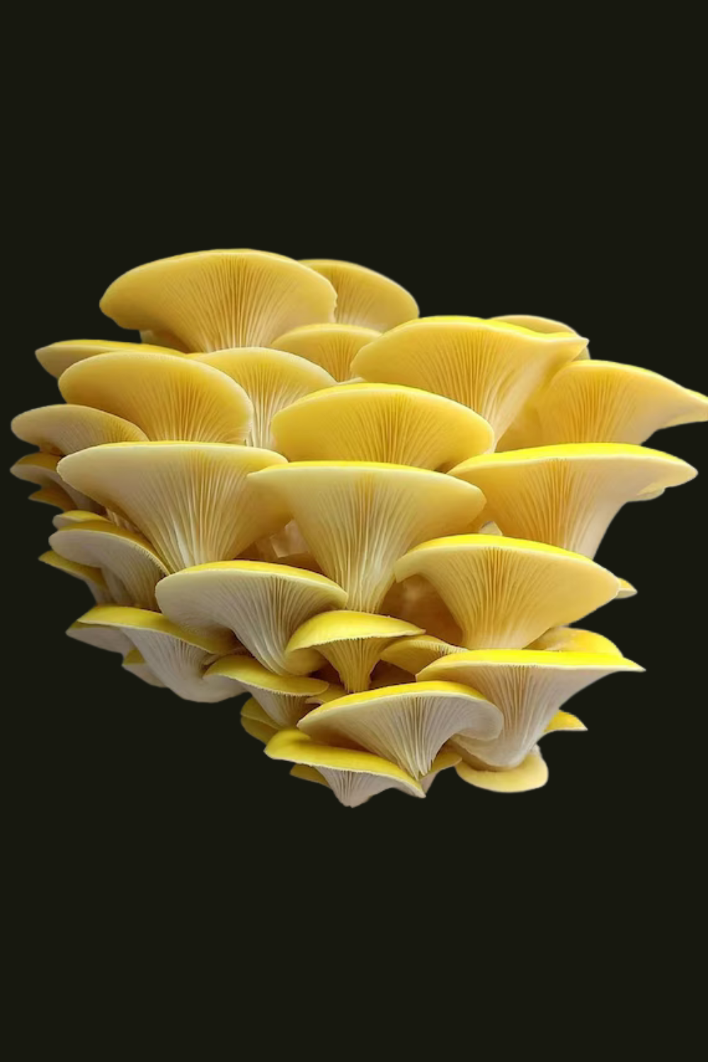 Zitronenseitling / Pleurotus citrinopileatus