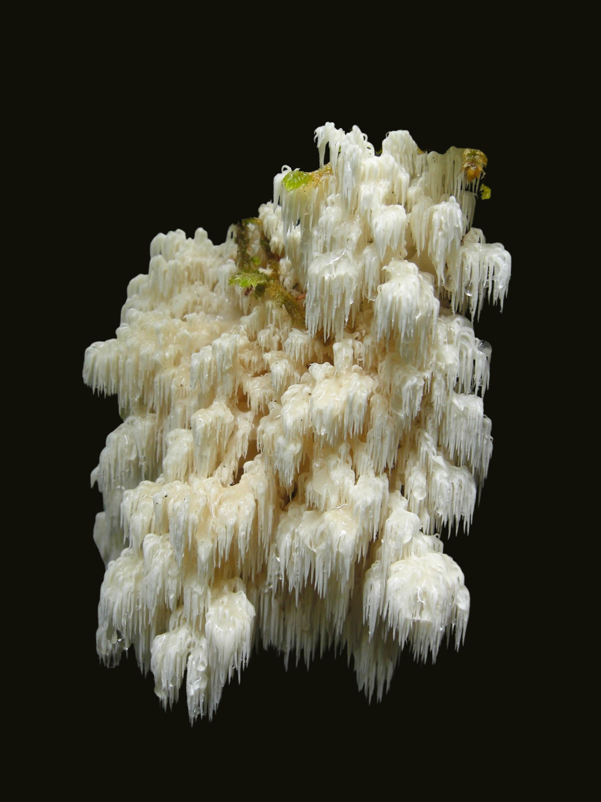 Westlicher Korallenigel / Hericium abietis