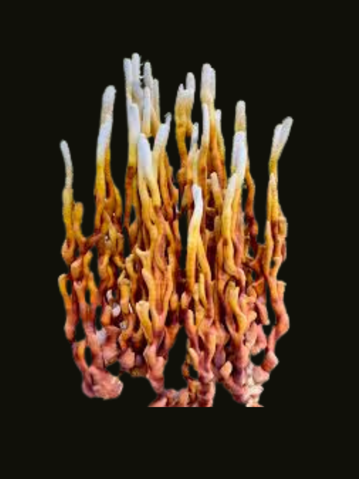 Verzweigter Lackporling / Antler Reishi