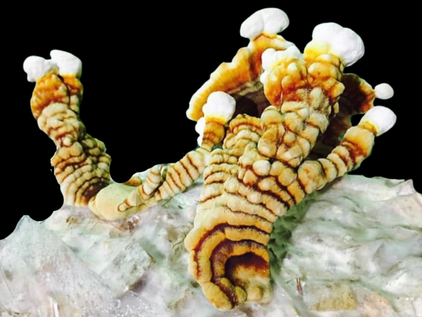 Glänzender Lackporling / Ganoderma lingzhi ``Tiger-Variante``