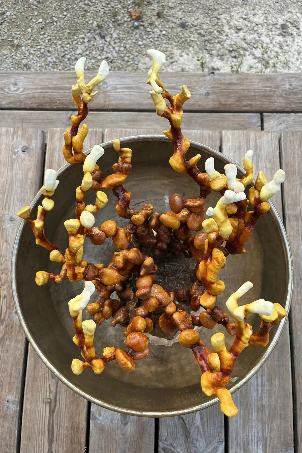 Glänzender Lackporling "Reishi" Myzel Kultur