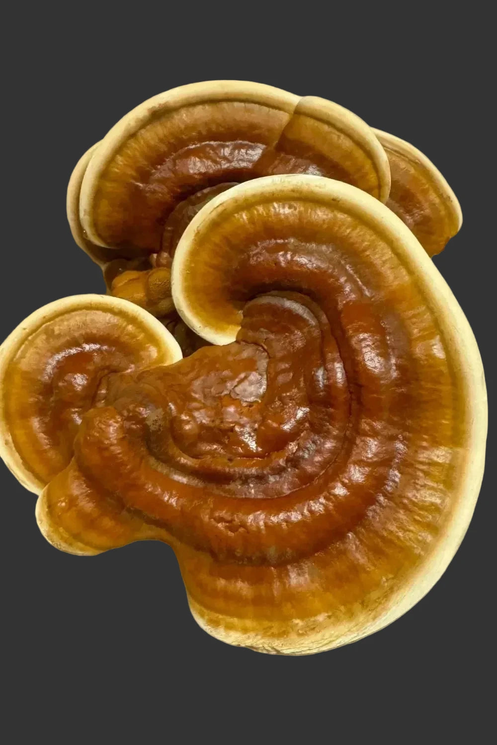 Glänzender Lackporling "Reishi"