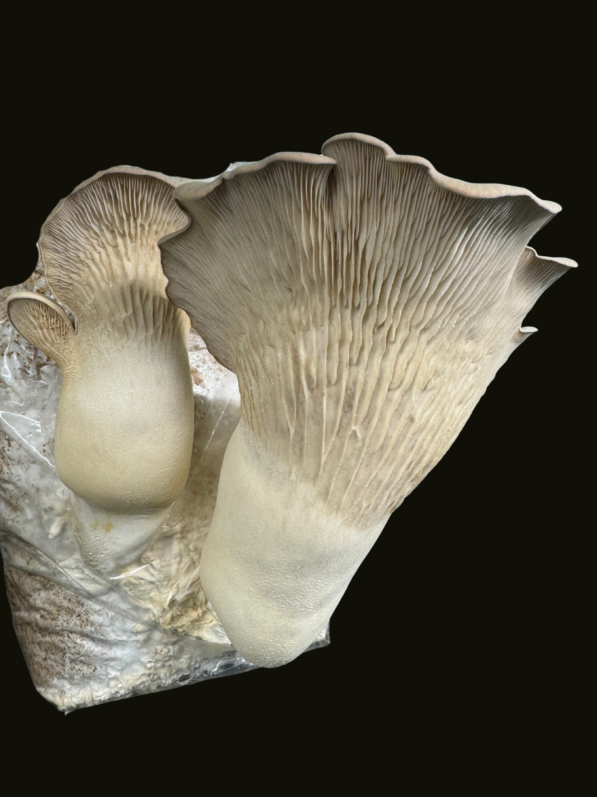 Kräuterseitling / King Oyster