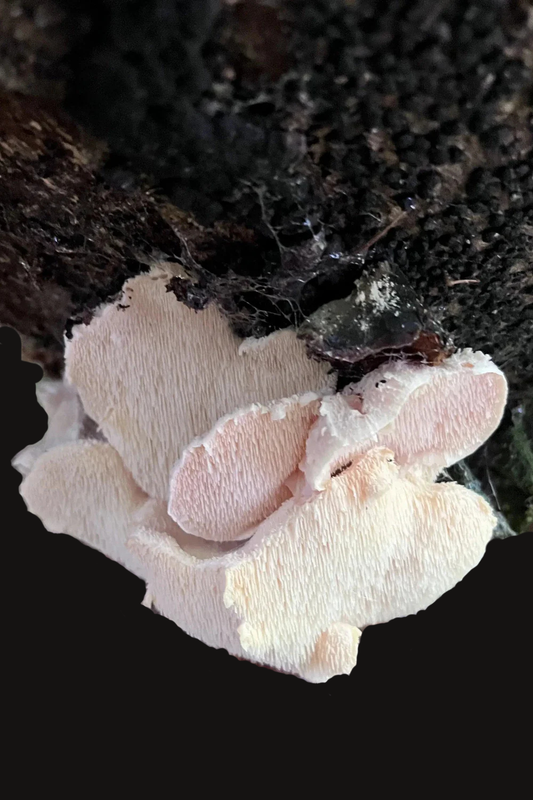 Dorniger Stachelbart / Hericium cirrhatum