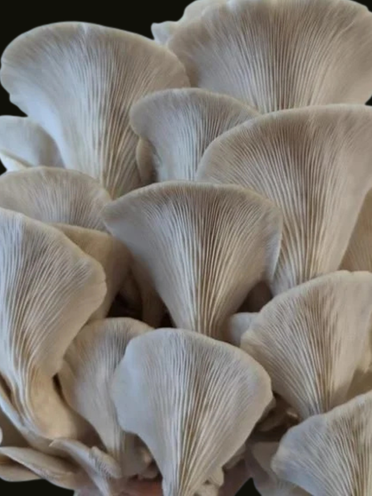 Estragonseitling / Pleurotus euosmus