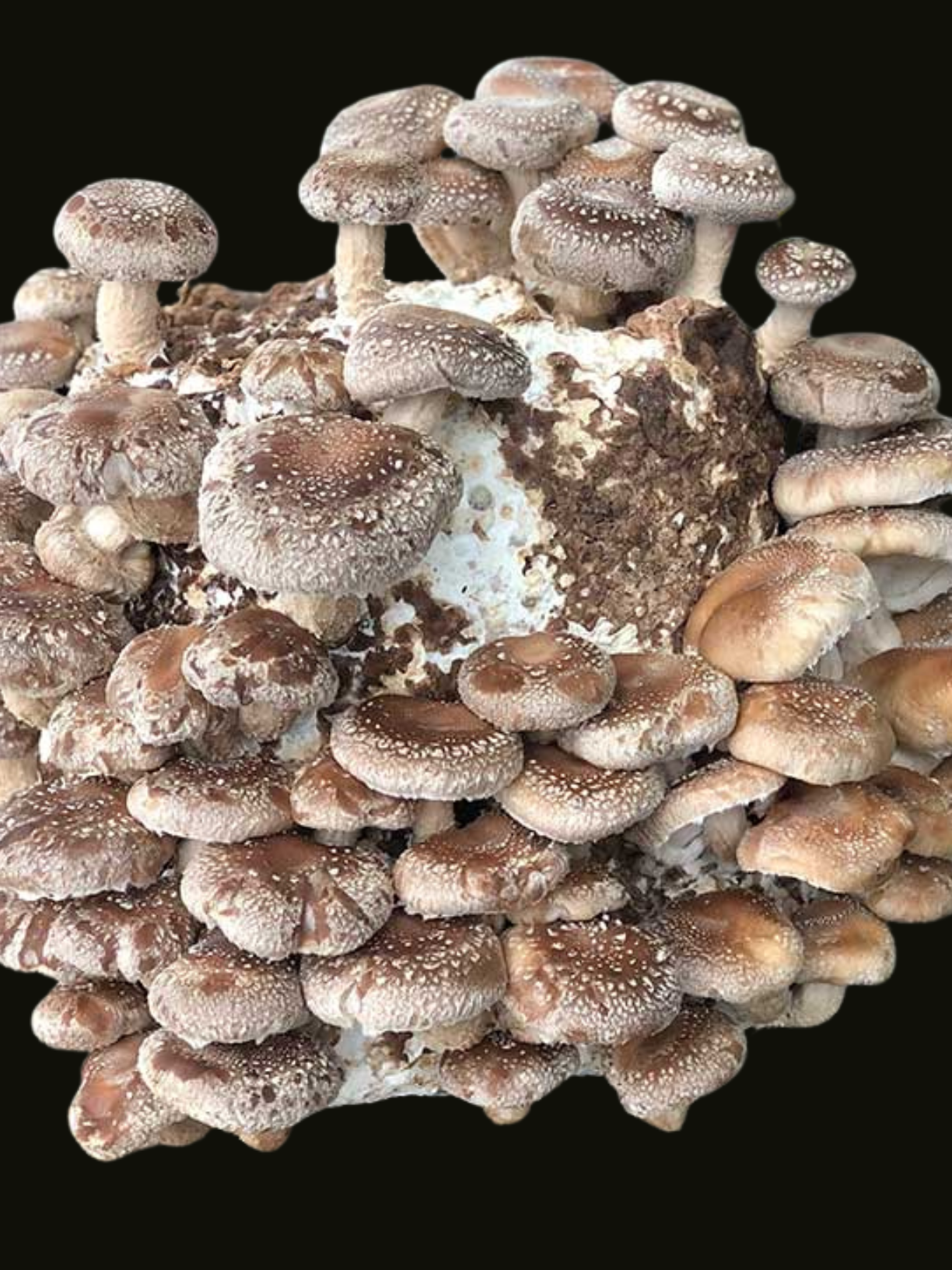 Shii-take "Stroh" / Lentinula edodes