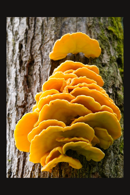 Schwefelporling, Chicken of the woods
