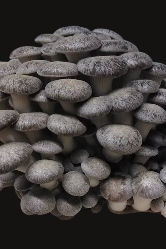 Black Pearl King Oyster