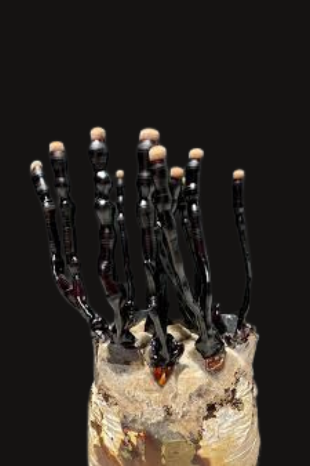 black Reishi / Ganoderma sinense