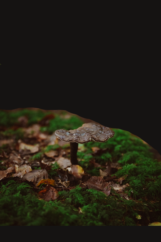 Dunkler Tannen Lackporling / Ganoderma Carnosum ``Wildfund Zürich``