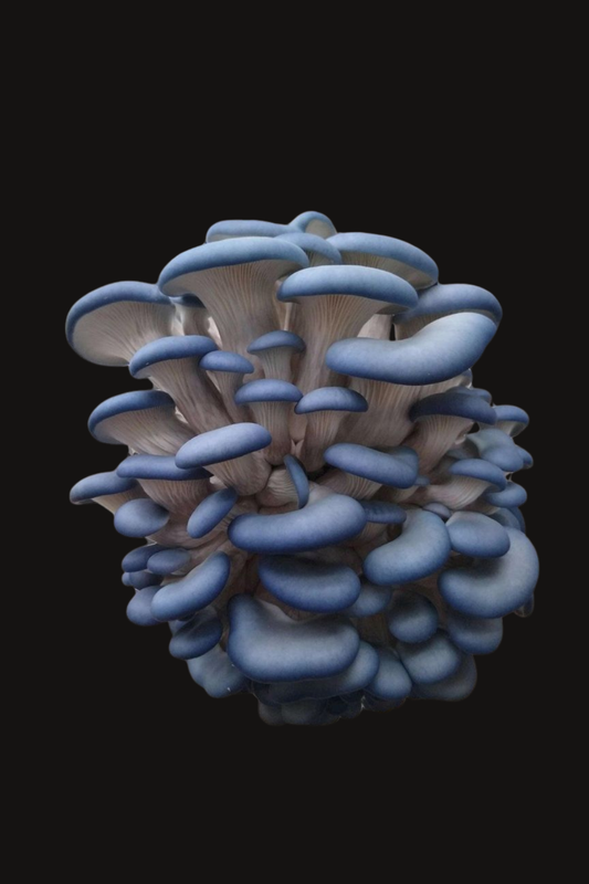 Taubenblauer Seitling / Pleurotus ostreatus var. columbinus