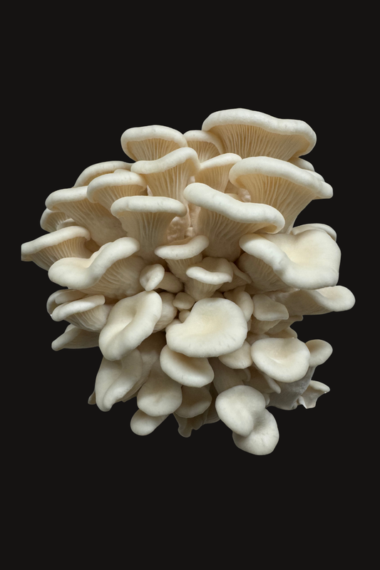 Espen-Austernseitling / Aspen Oyster