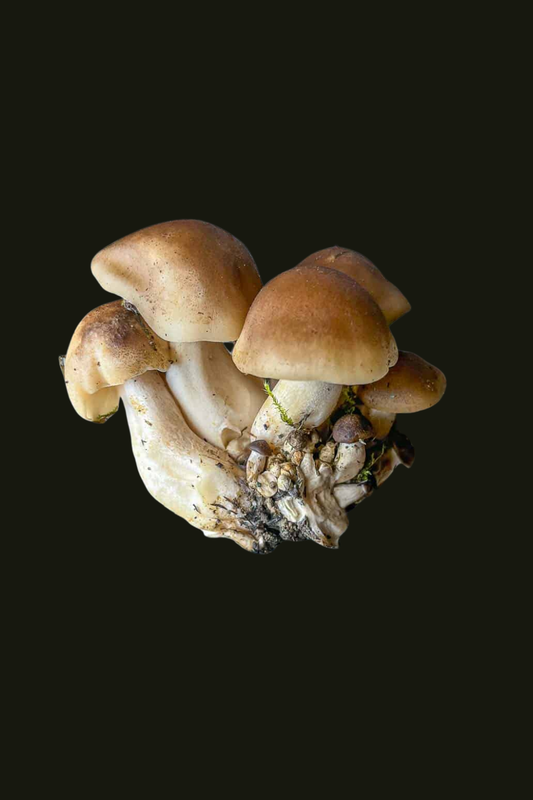 Büscheliger Rasling / Lyophyllum decastes