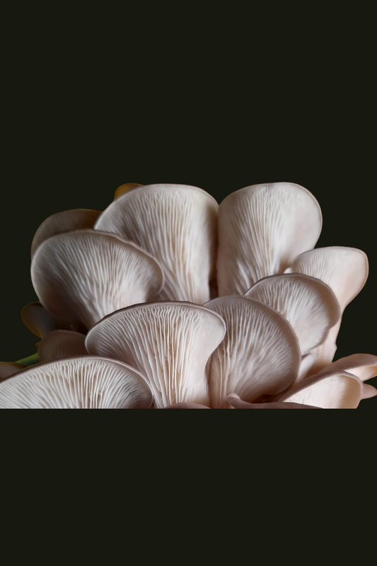Austern-Seitling / Pleurotus ostreatus