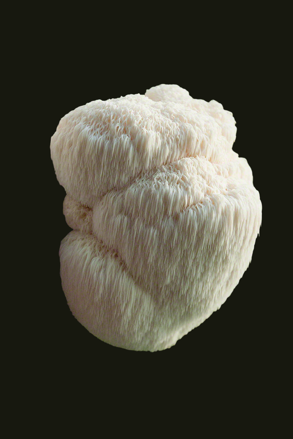 Lion's Mane / Hericium erinaceus
