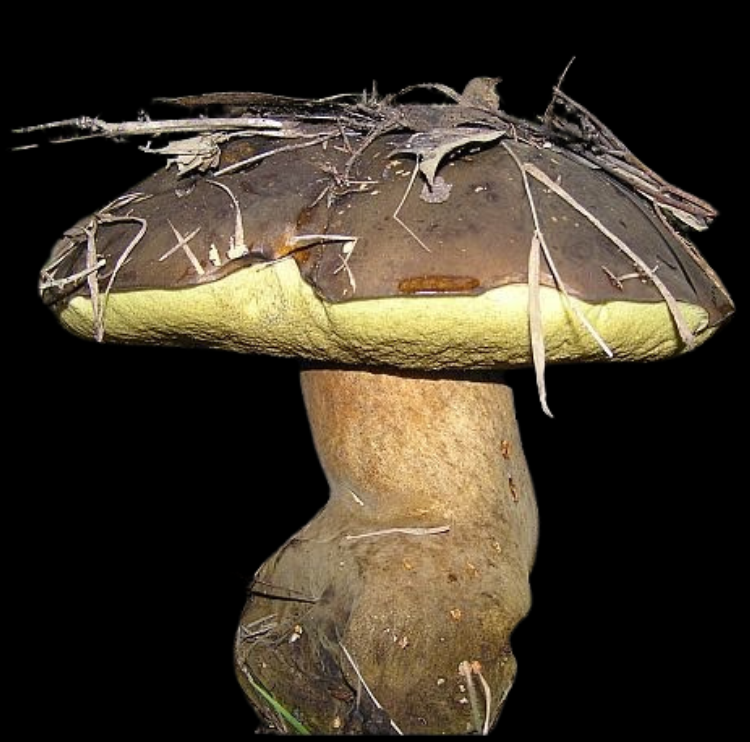 Australischer Riesenröhrling / Giant Bolete