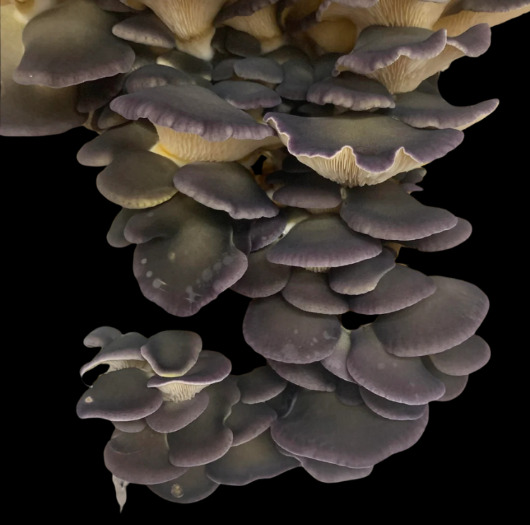 gelbstieliger Muschelseitling / Purple Mukitake