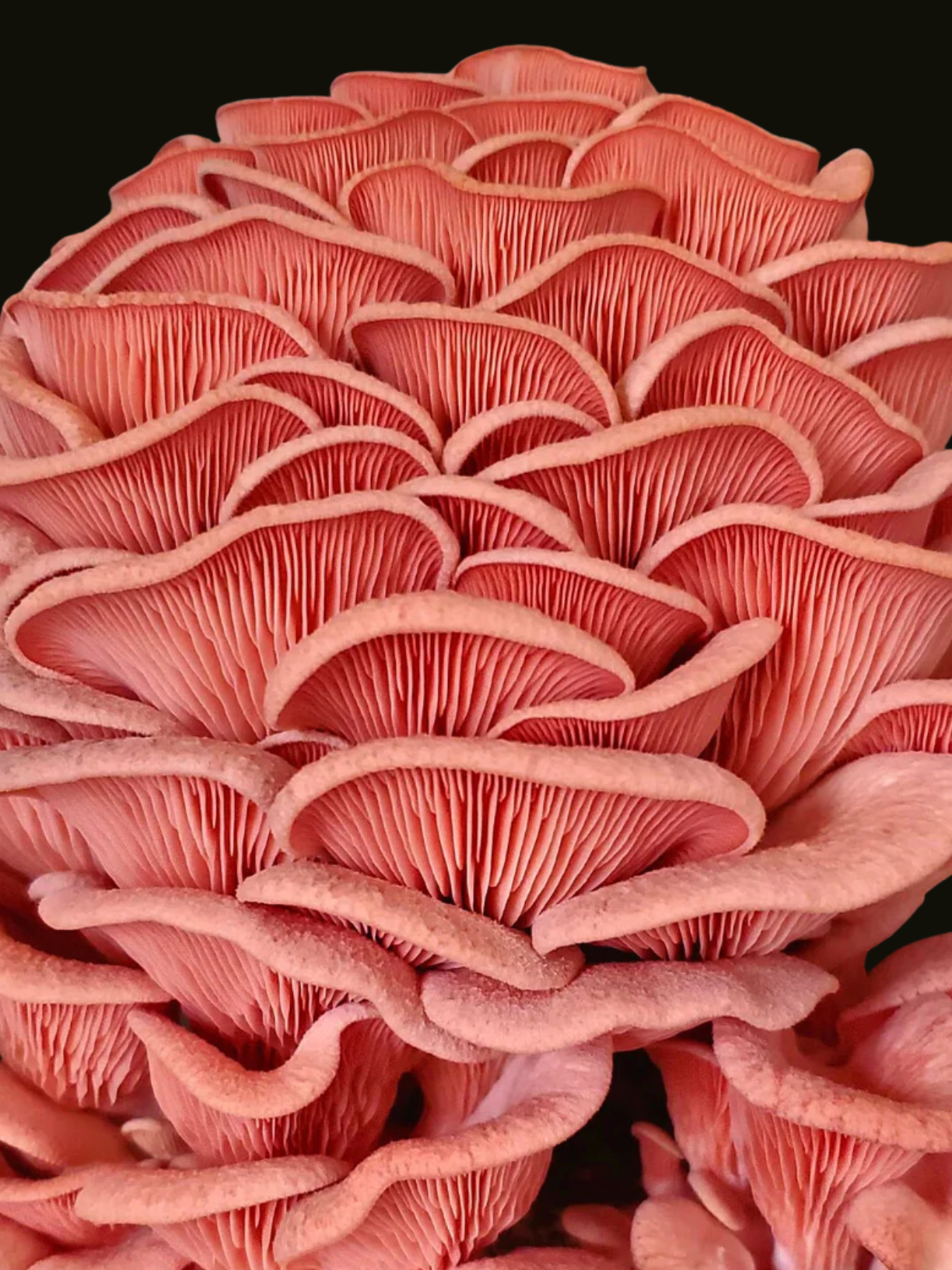 Rosenseitling / Pink Oyster