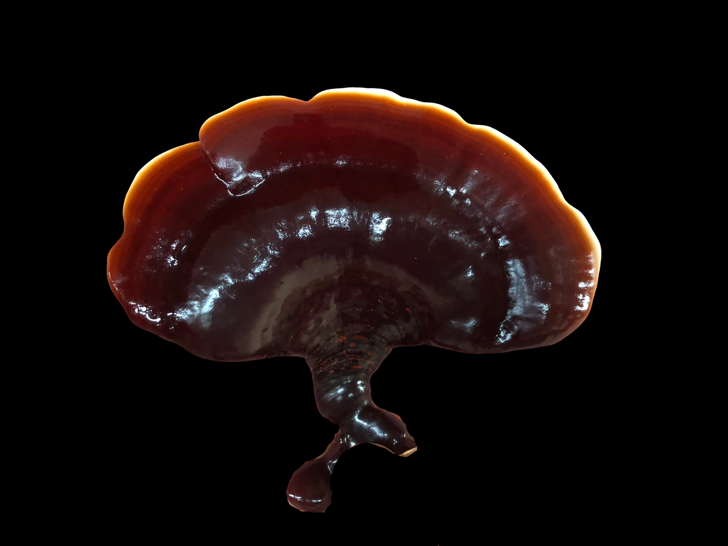 Tannen Lackporling / Ganoderma Carnosum