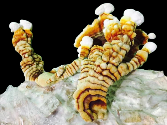 Glänzender Lackporling / Ganoderma lingzhi ``Tiger-Variante``