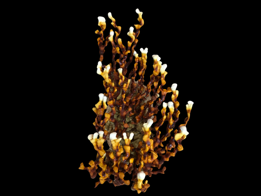 verzweigter Lackporling / Ganoderma multipileum ``Thailand``