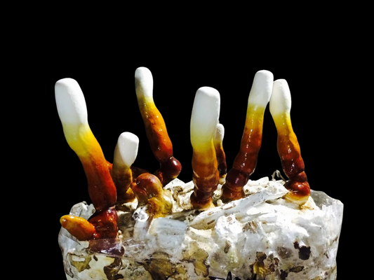 Golden Reishi / Ganoderma Curtisii ``Florida``