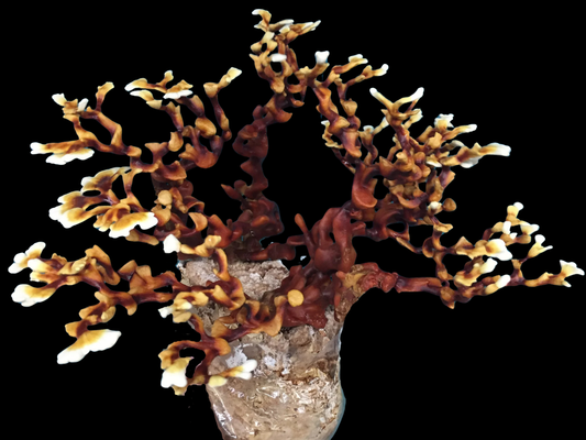 Verzweigter Lackporling / Ganoderma Multipileum ``Àntler Reishi``