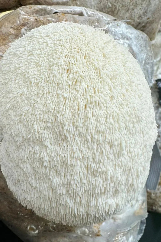 Lion's Mane / Hericium erinaceus Myzel Kultur