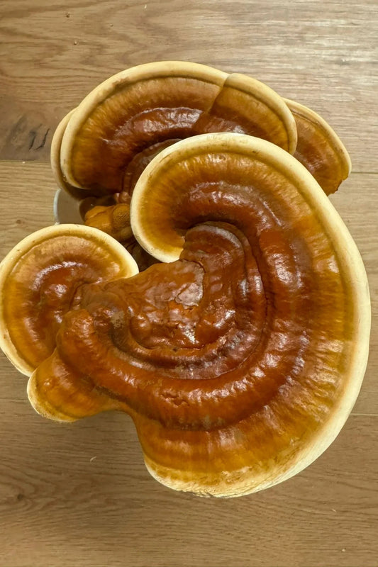 Glänzender Lackporling "Reishi" Myzel Kultur