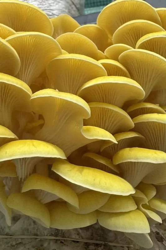 Zitronenseitling / Pleurotus citrinopileatus Myzel Kultur